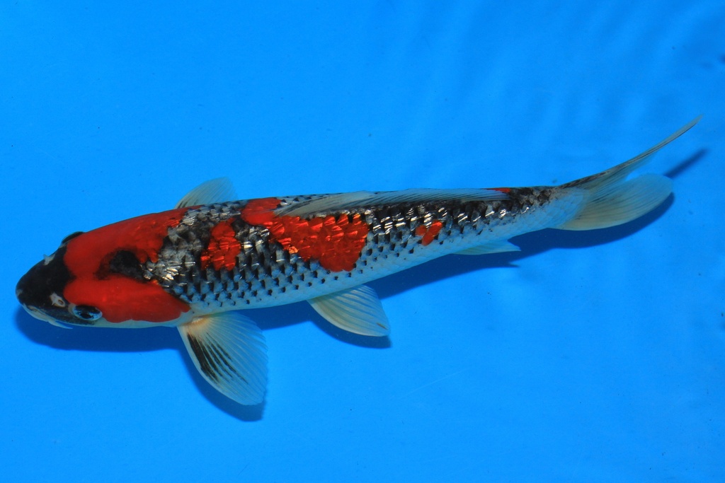 346086 27cm 菅野产 当才 公母不详 C300 S7下-2.JPG