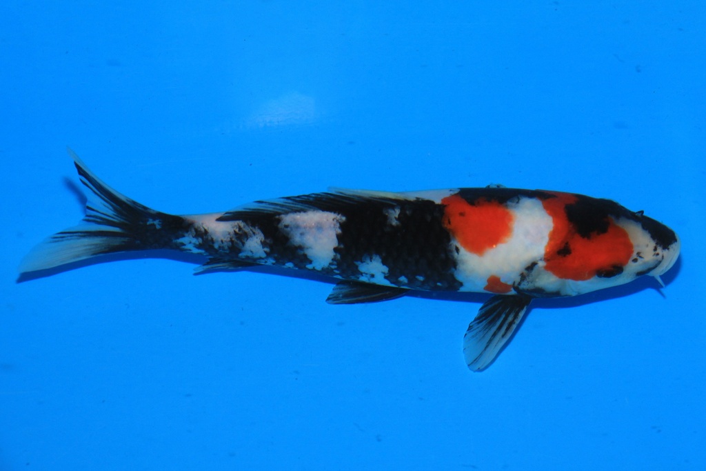 346087 23cm 尾形产 当才 公母不详 C268 左2--1.JPG