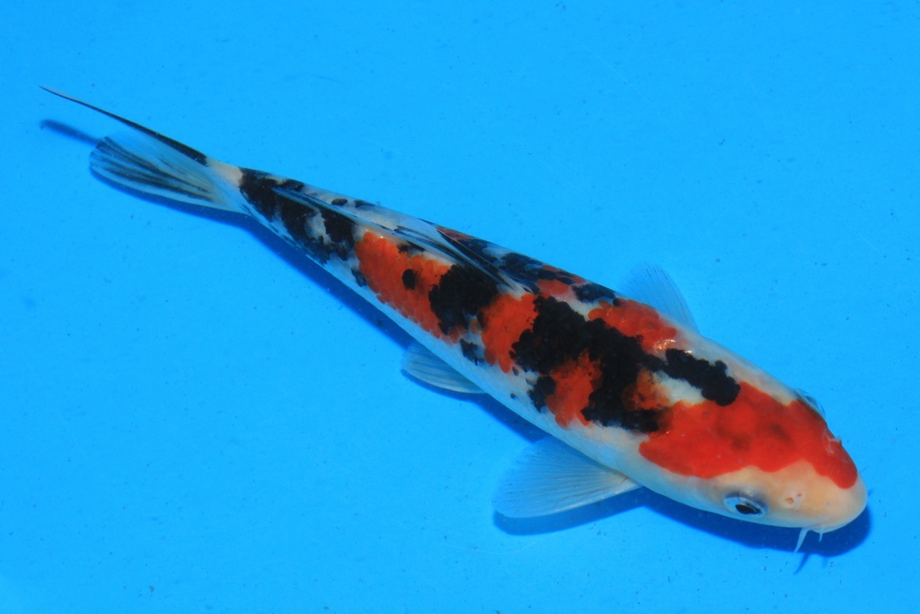 346090 17cm 阪井产 当才 公母不详 C220 P9IMG_2156-1.JPG