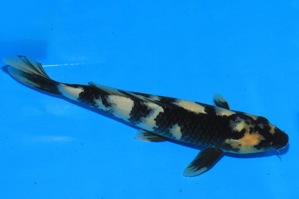 346091 28cm 尾形产 当才 雄性 C300 S7下-2.JPG