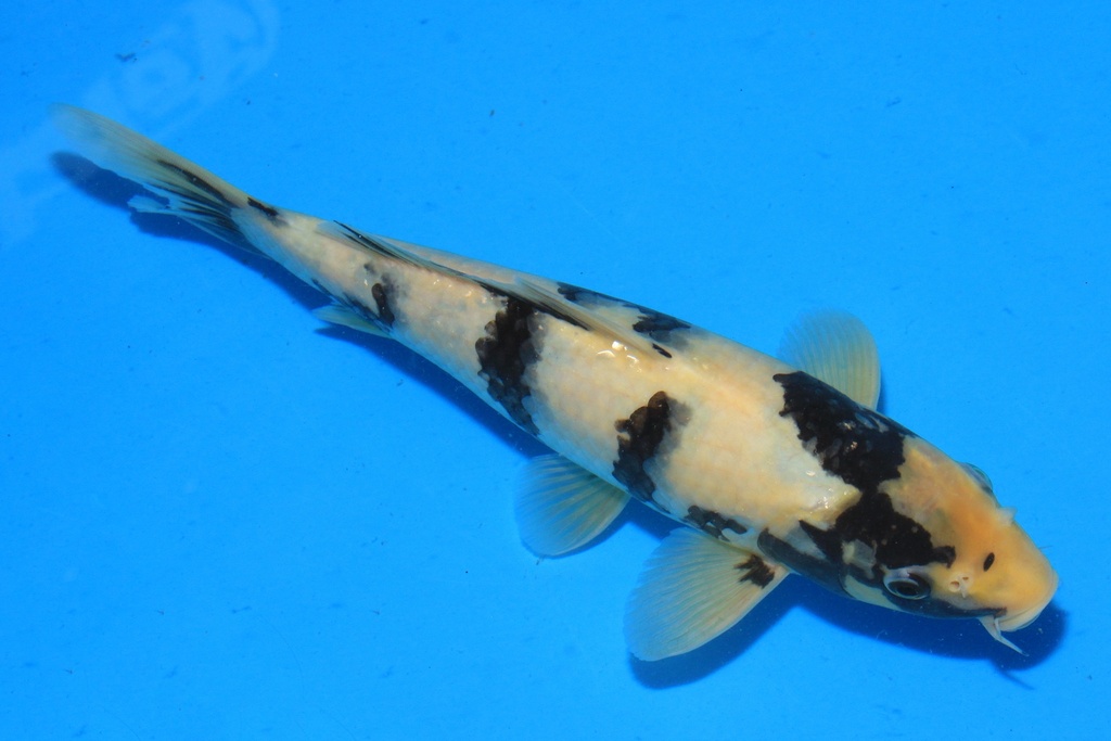 346092 28cm 尾形产 当才 公母不详 C100 右2-1.JPG