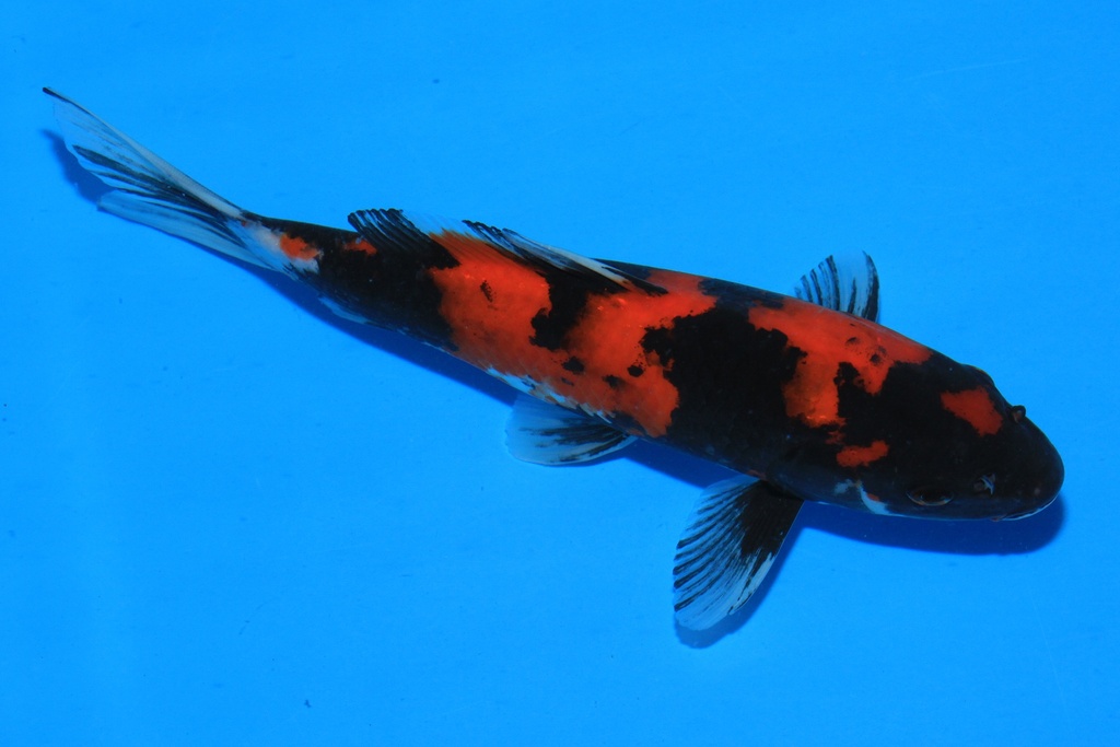 346096 25cm 尾形产 当才 公母不详 C268 左2-2.JPG