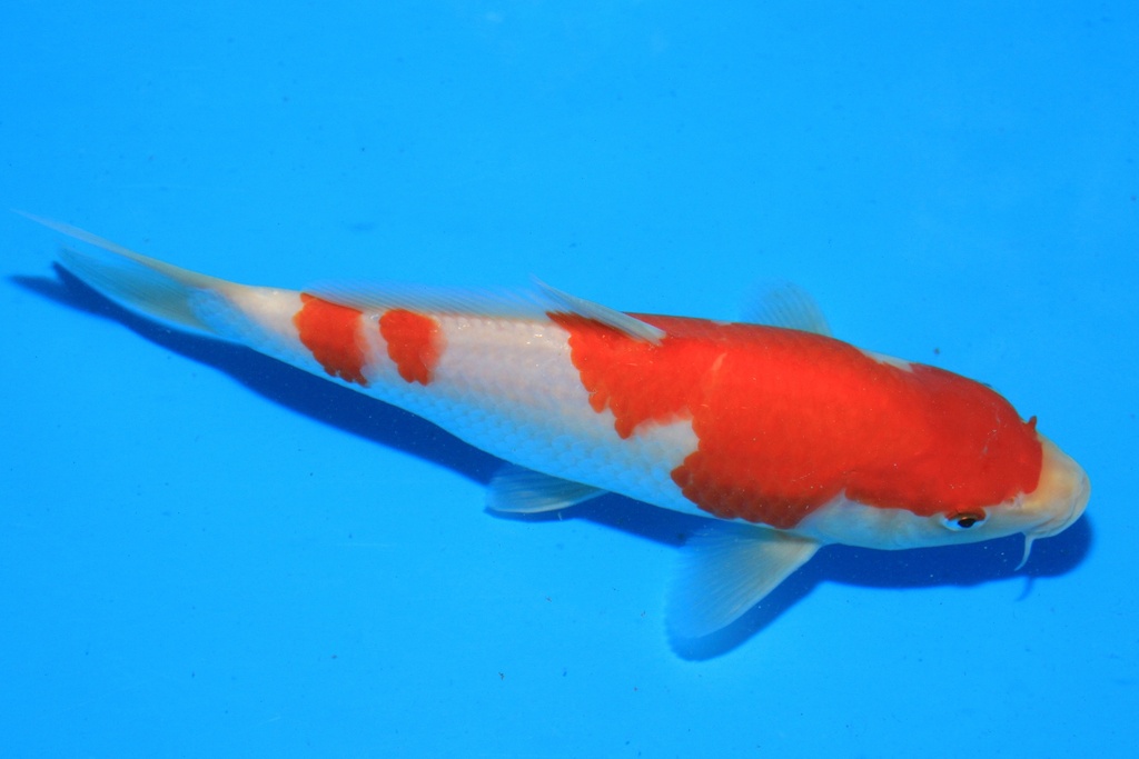 346097 23cm 星金产 当才 公母不详 C173 B4-1.JPG