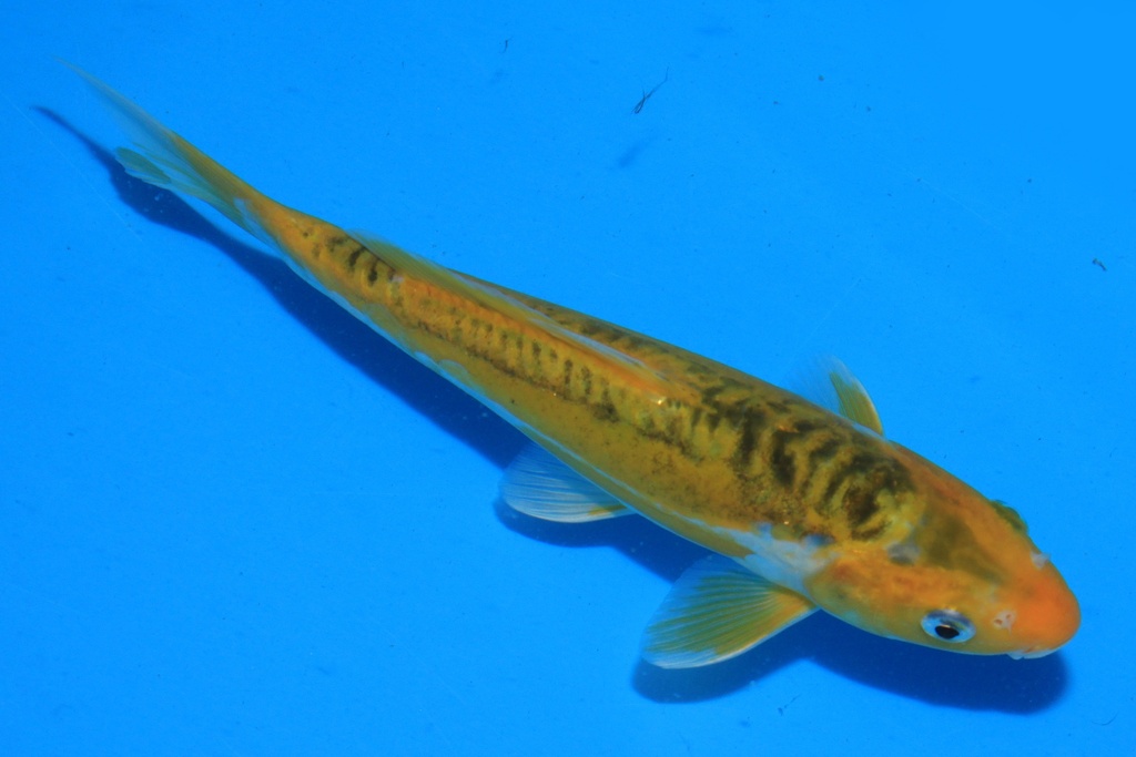 346098 23cm 尾形产 当才 公母不详 C177 右2-1.JPG