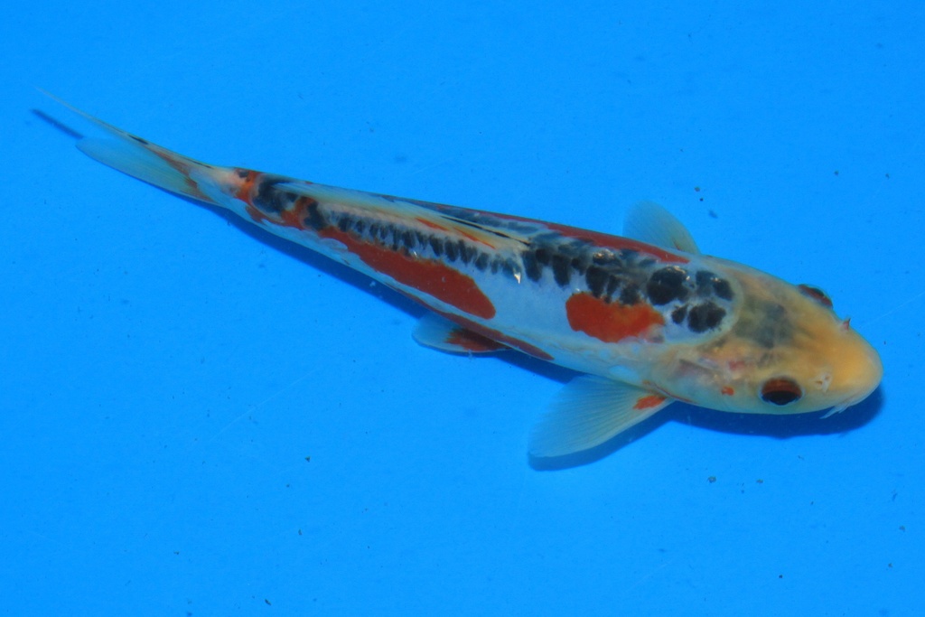 346099 21cm 田中产 当才 公母不详 C210 右2-2.JPG