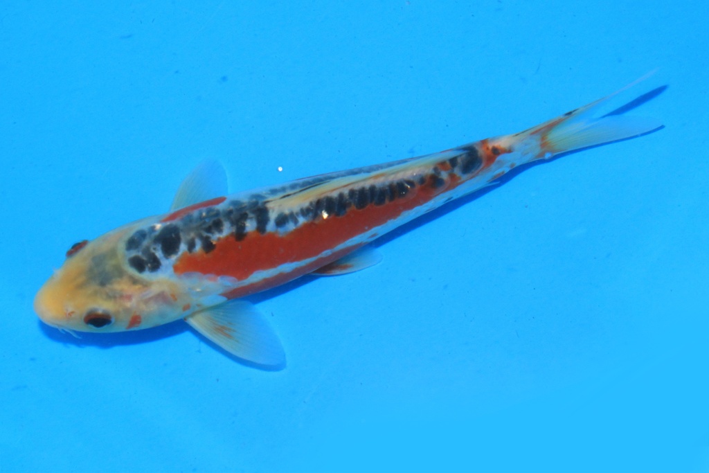 346099 21cm 田中产 当才 公母不详 C210 右2-1.JPG