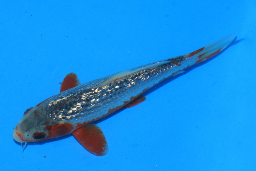 346100 18cm 大家产 当才 公母不详C210 右2-1.JPG