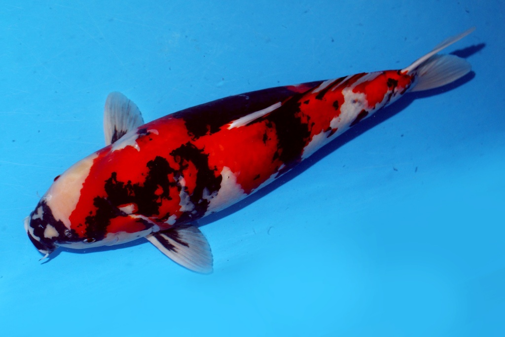 59cm 大日产 四才 雌性 花园池-b.JPG