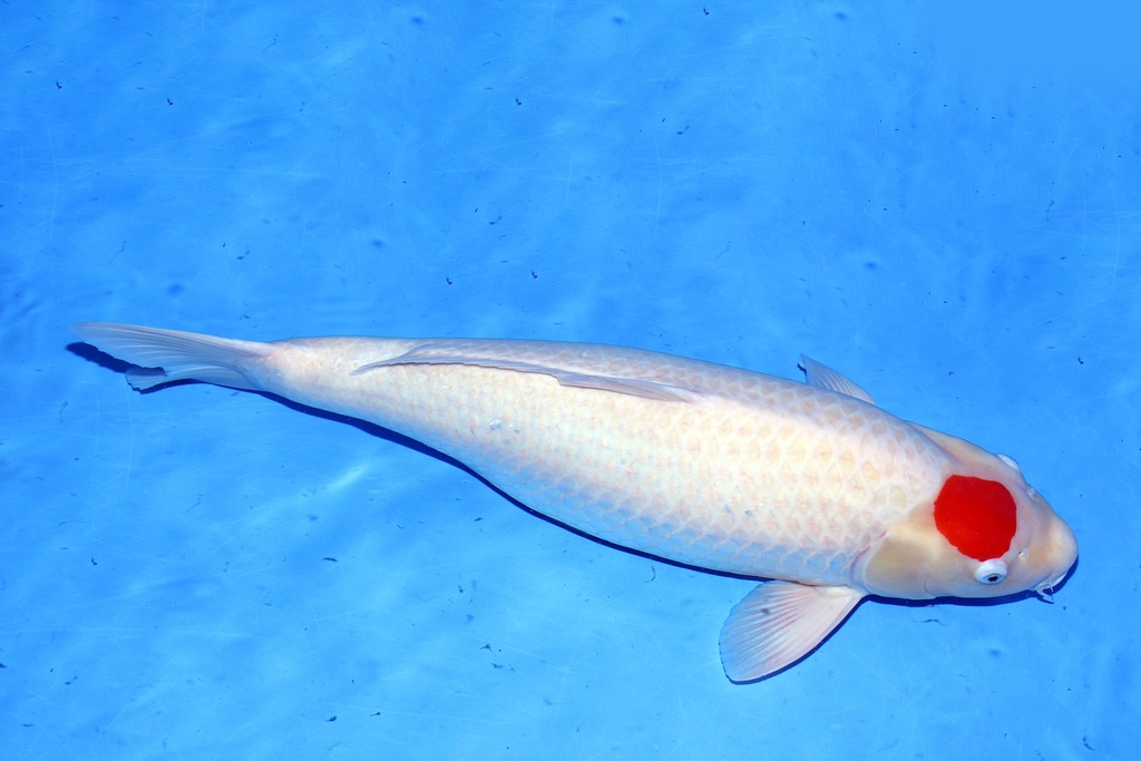 73cm 阪井产 四才 雌性.JPG