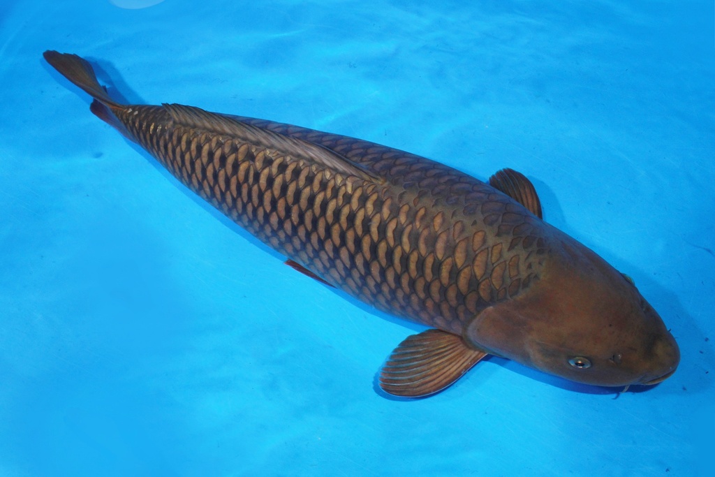 68cm 丸堂产 四才 雌性 .JPG