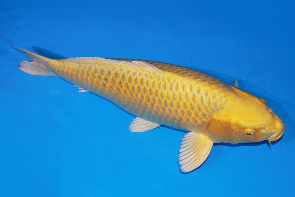 66cm 大日产 四才 雌性.JPG