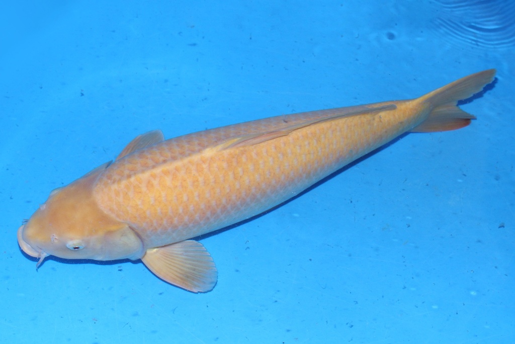 66cm 小西产 三才 雄性 C1000 S5上 3304-b.JPG