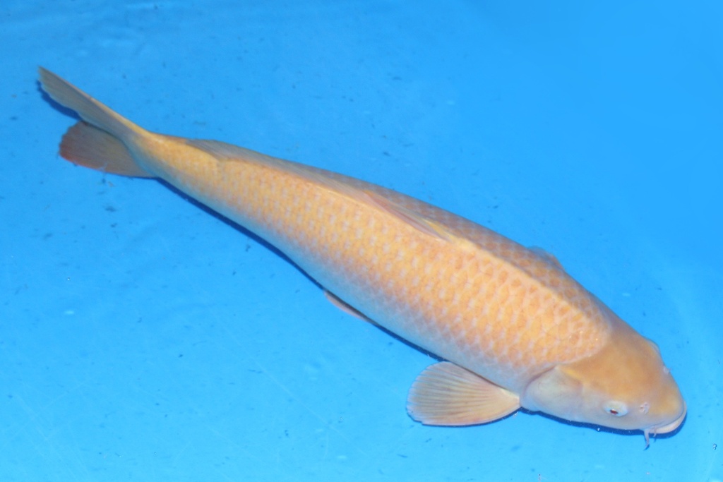 66cm 小西产 三才 雄性 C1000 S5上 3304-a.JPG