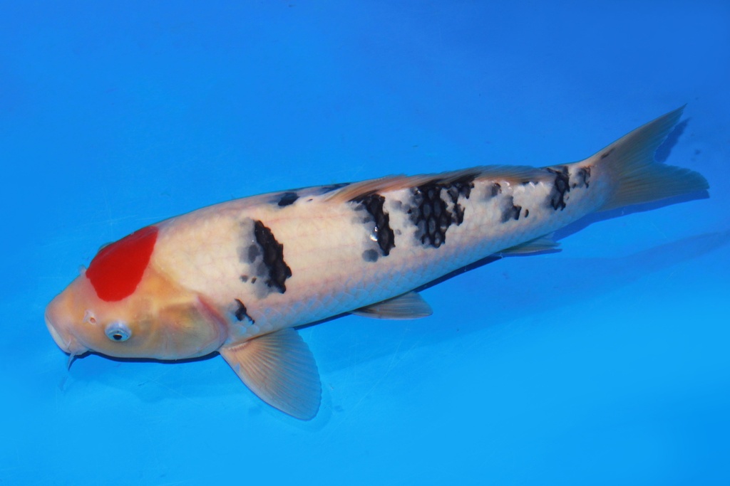 42cm 阪井产 当才 雄性 C1800 M11-b.JPG