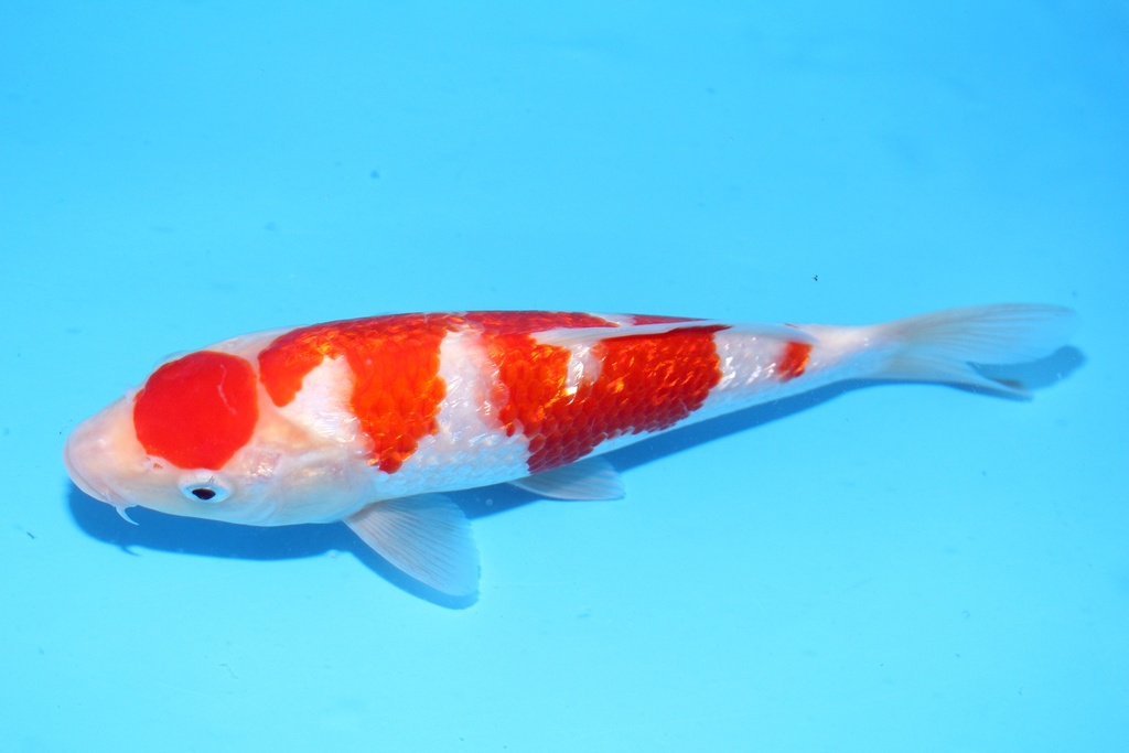 24cm 尾形产 当才 公母不明 C844 S8上-b.JPG