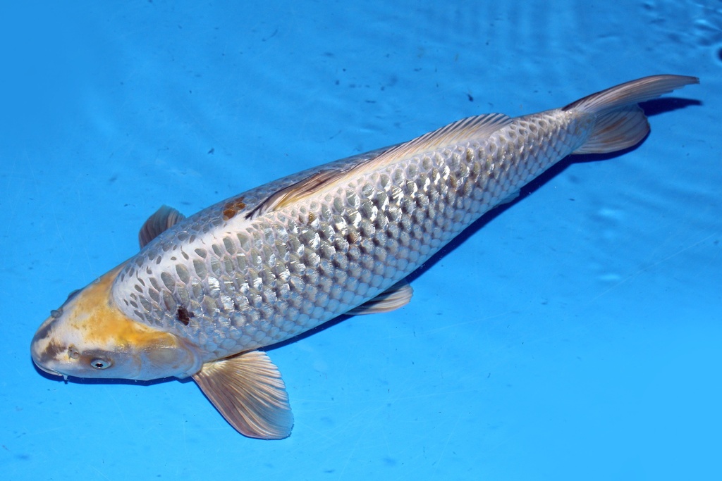 58cm 桃太郎产 二才 公 C1000 C1-b.JPG