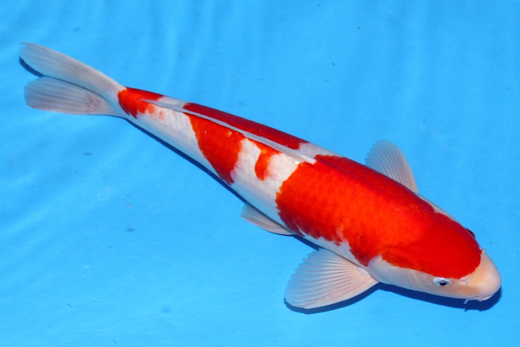 55cm 桃太郎产 二才 雄性 C1000 B6-a.JPG