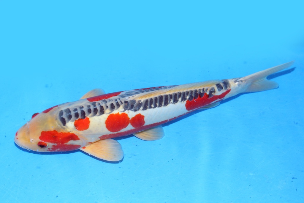 52cm 川上产 三才 雄性 C500 S5上-b.JPG