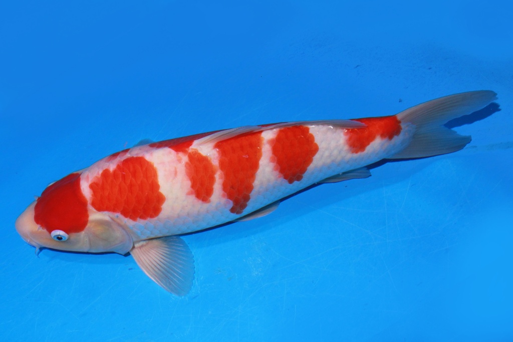 38cm 阪井产 当才 雄性 500 M11-b.JPG