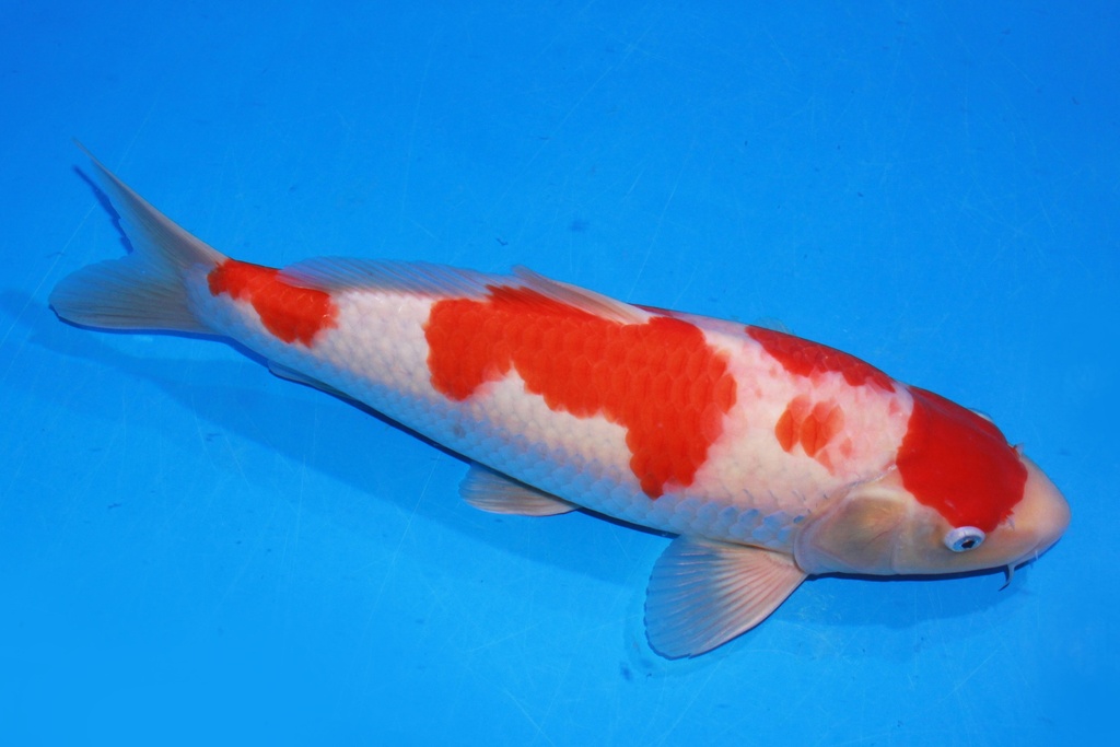 38cm 阪井产 当才 雄性 500 M11-a.JPG