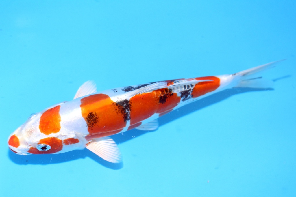 25cm 尾形产 当才 公母不明 C844 S8上-b.JPG