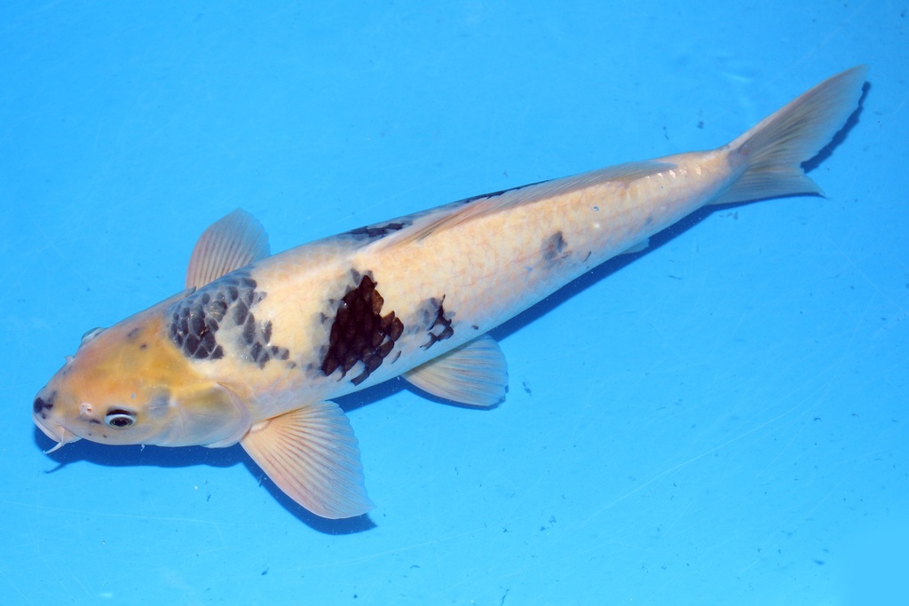 53cm 面迫产 二才 雄性 C2000 S5上 M哥斯拉-b.JPG