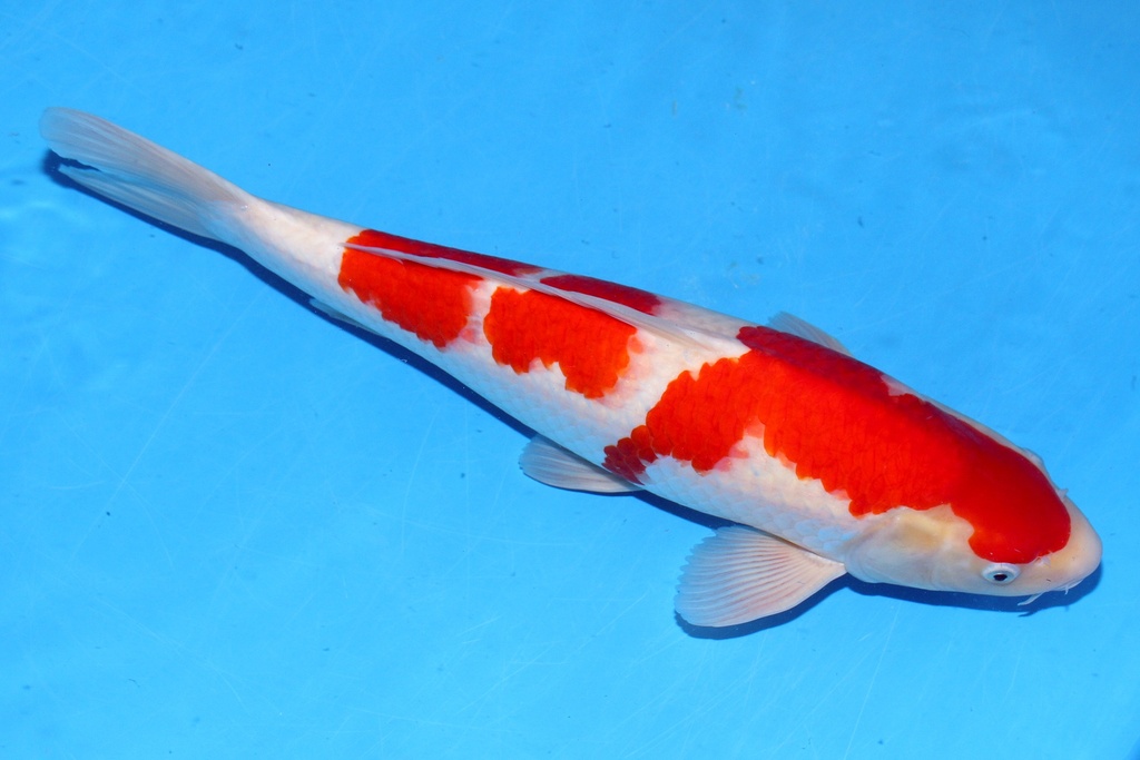 50cm 桃太郎产 二才 雄性 C1000 B6-a.JPG