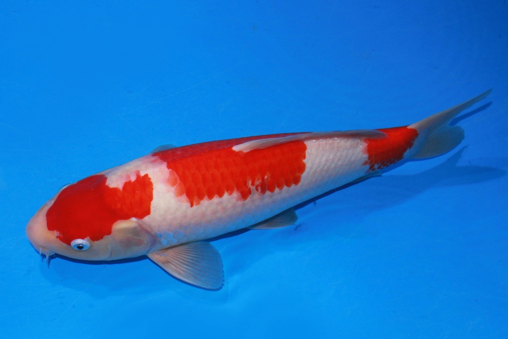 41cm 阪井产 当才 雄性 C500 M11-b.JPG