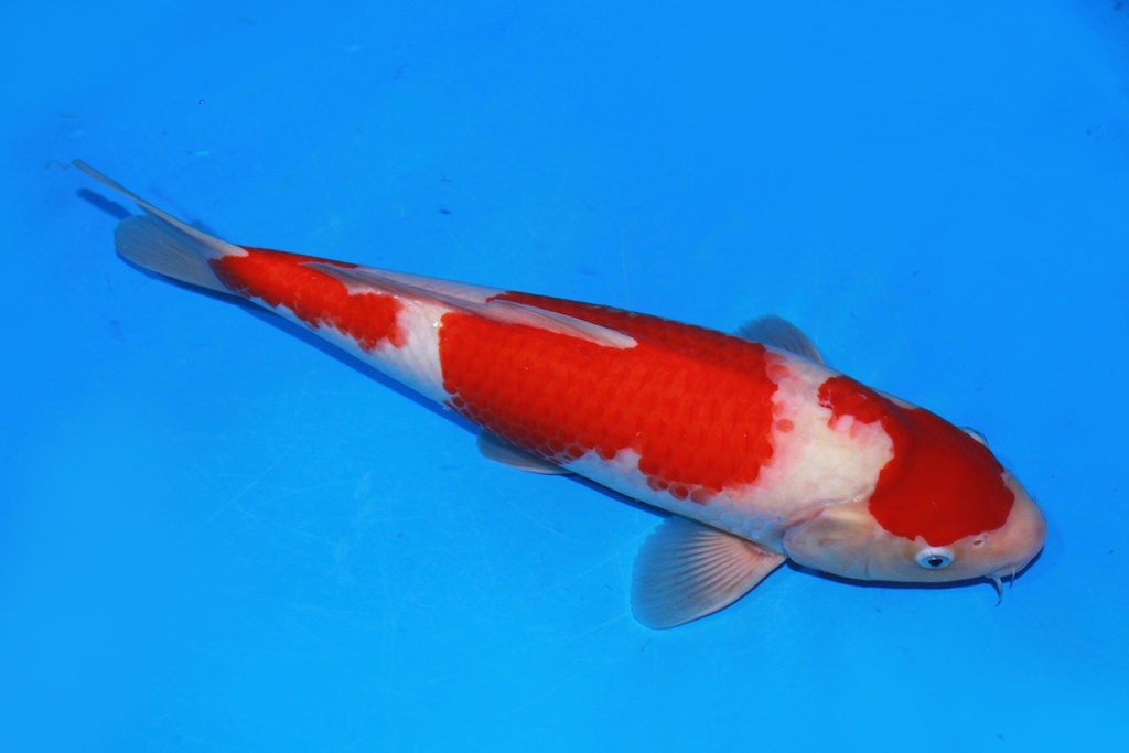 41cm 阪井产 当才 雄性 C500 M11-a.JPG