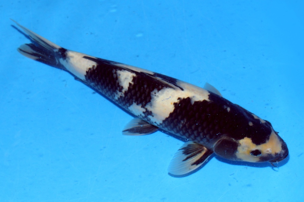 39cm 尾形产 二才 雌性 C300 B5-a.JPG