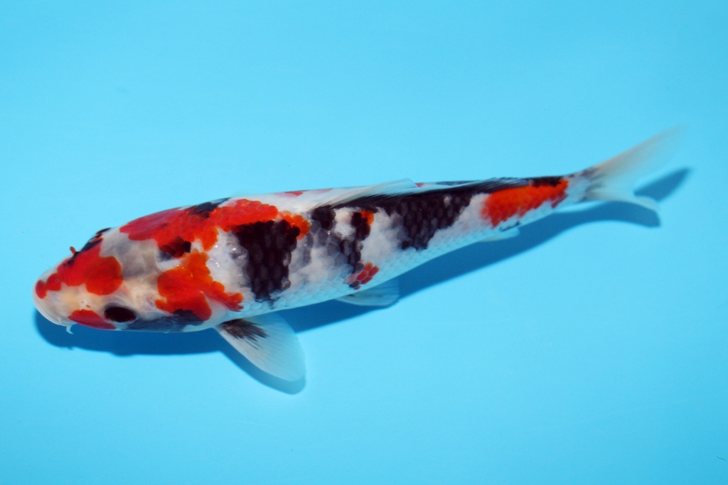 19cm 大石产 当才 公母不明 C650 P11 (2)-a.JPG