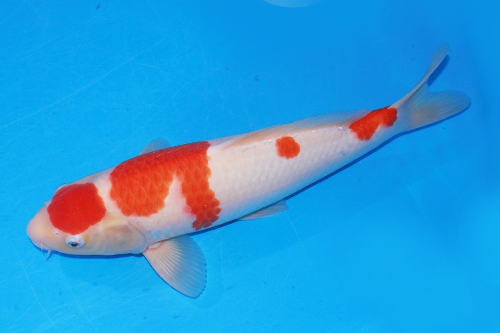 38cm 阪井产 当才 雄性 C1300 M11-b.JPG