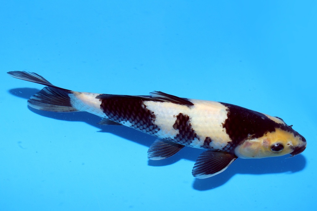 27cm 尾形产 白写 当才 雄性 C500 S9下-a.JPG