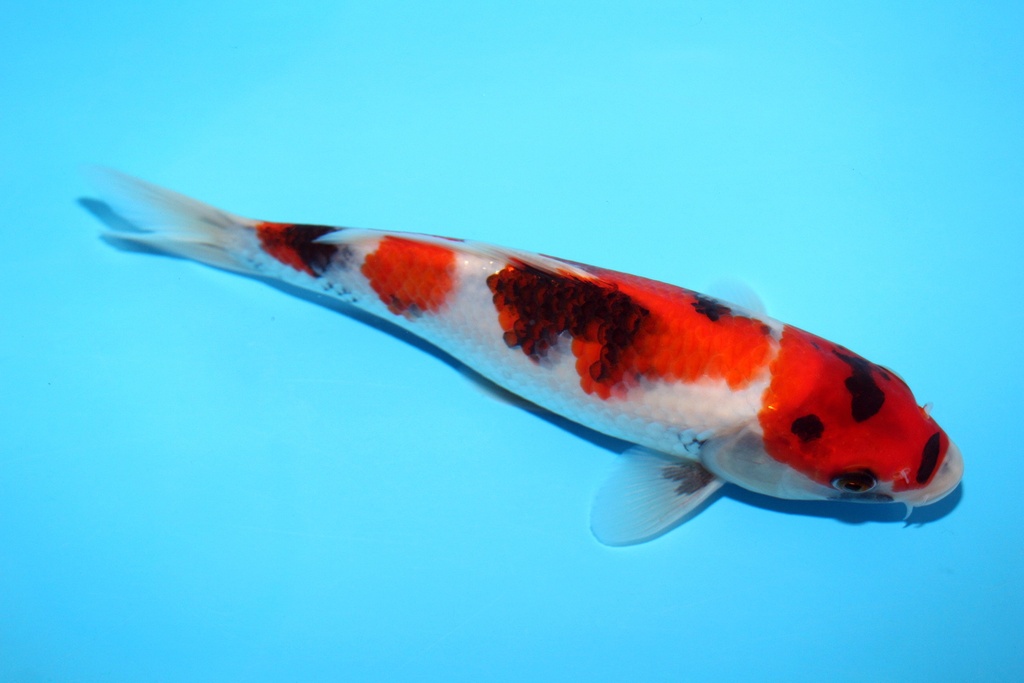 21cm 大石产 当才 公母不明 C650 P11-a.JPG