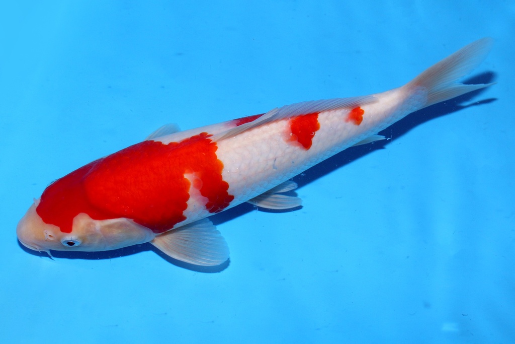 30cm 阪井产 当才 雄性 C300 C5-b.JPG