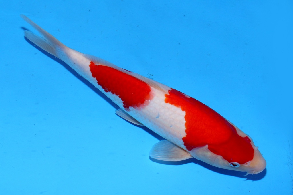 30cm 阪井产 当才 雄性 C300 C5-a.JPG