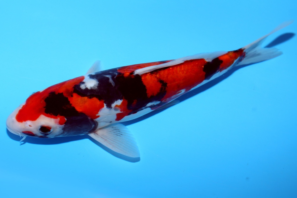 26cm 尾形产 当才 雌性 c268 S6上-b.JPG