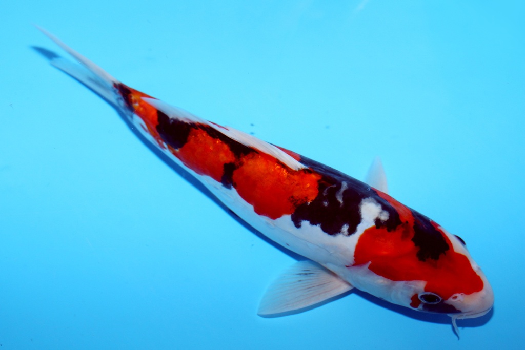 26cm 尾形产 当才 雌性 c268 S6上-a.JPG