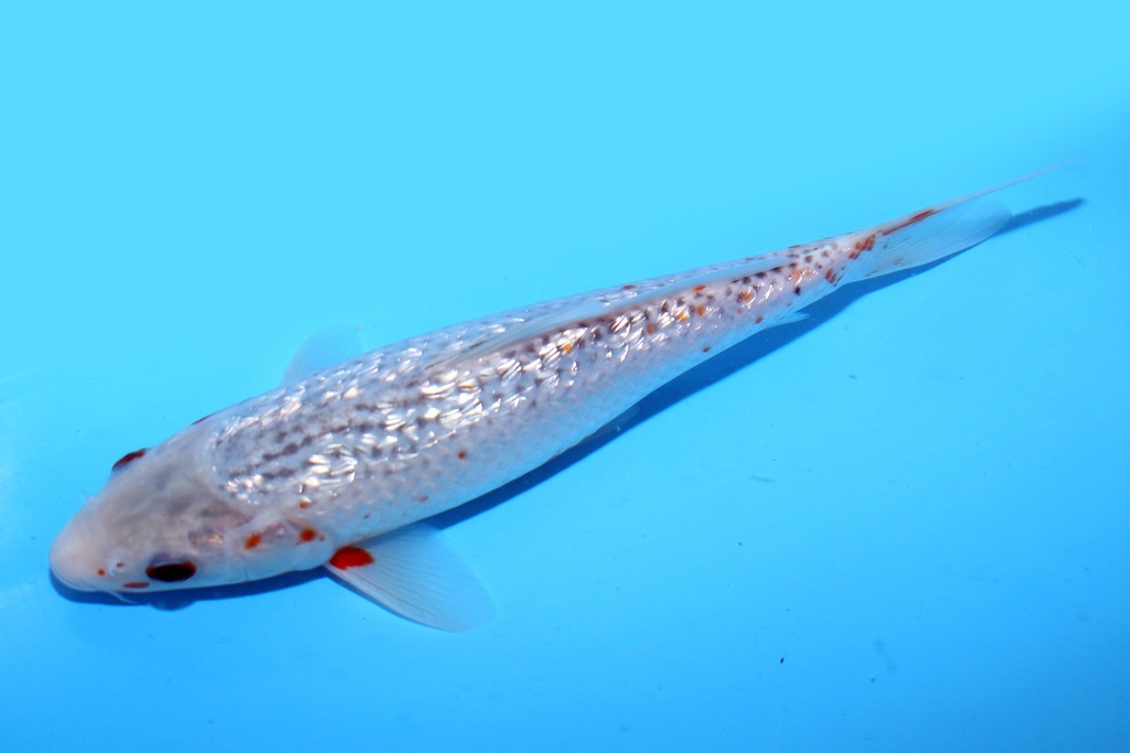 25cm 大家产 当才 公母不明 c210 中1-b.JPG