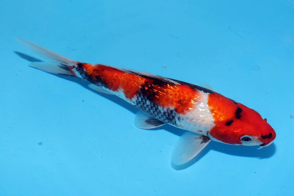 23cm 谷口产 当才 公母不明 c300 P10-a.JPG