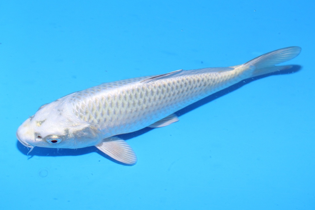 20cm 尾形产 当才 公母不明 C50 S8上-b.JPG