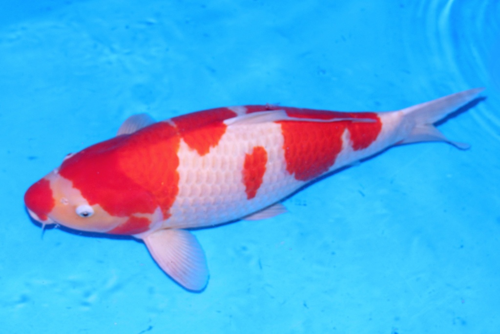 61cm 松江产 四才 雌性抚子 F1-B.JPG