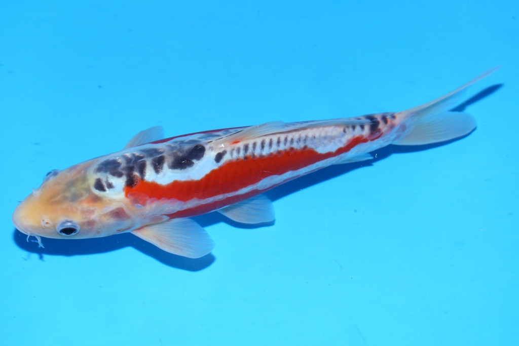 348100 20cm 田中产 当才 雄性 .JPG