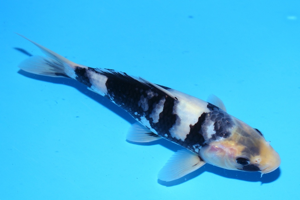 348098 22cm 尾形 当才 公母不明 (1).JPG