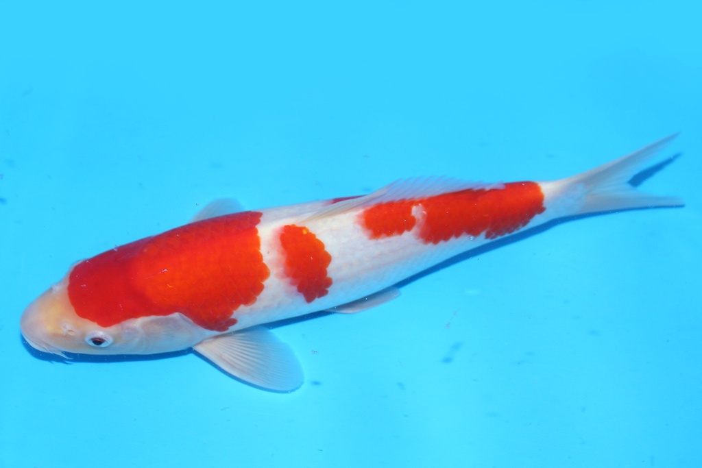 348089 31cm 清十郎产 当才 雄性 .JPG