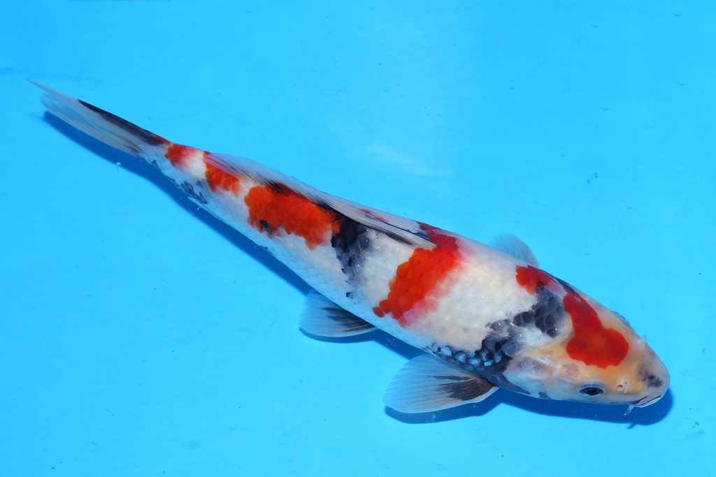 348086 25cm 清十郎产 当才 雄性 .JPG