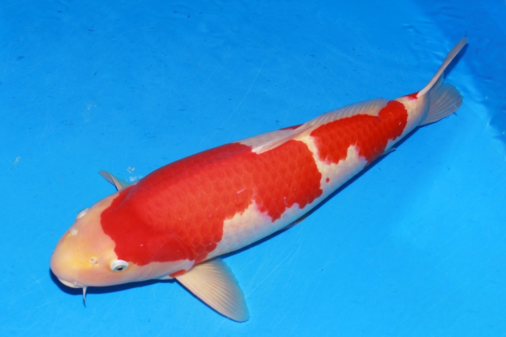 349001 70cm 丸堂产 红白 雌性 H8 (3).JPG