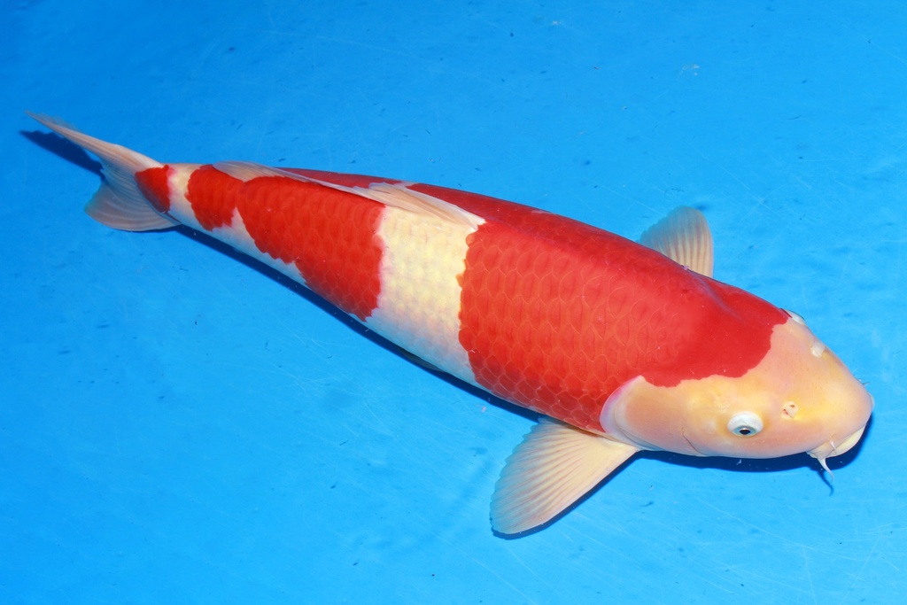 349001 70cm 丸堂产 红白 雌性 H8 (2).JPG