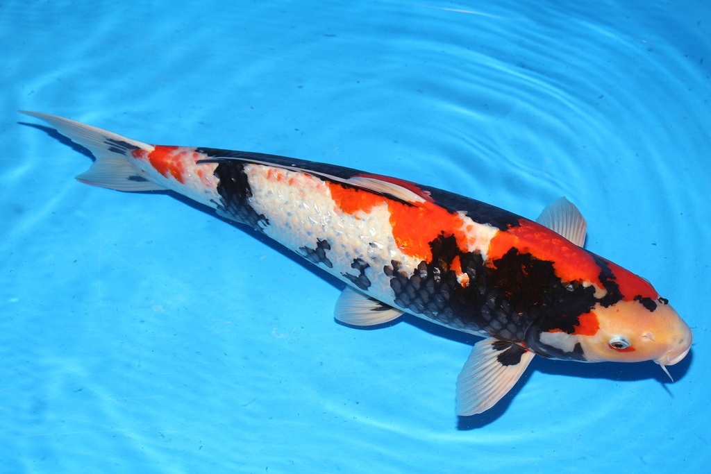 349002 70cm 银鳞昭和 雌性 B10 (2).JPG