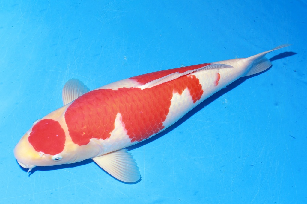 349004 64cm 丸堂产 红白 雌性 H8 (3).JPG